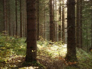 EEDF6DD6-8933-41FB-8C3D-4BDE6390607F