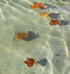 35AC44F0-BB66-4EDC-A0C8-8B2347798964