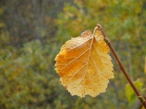 6A9E6213-BF74-45B7-9733-311099FD71A3