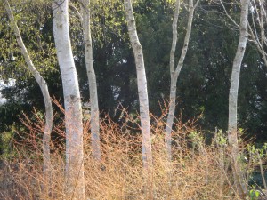 B63470CE-5398-40C4-9C7C-E5CB1675A7D0