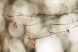 CDC8DA89-AD28-448F-85B7-E64F368243EF