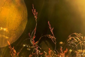 F291804C-AD2C-42DD-B65B-8C6D454B1766