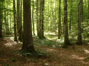 DCCE5278-342F-47E6-8567-9D40250BC0F9